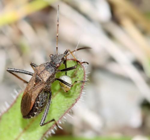 Réf. 49 612 : Alydus calcaratus