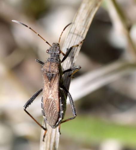 Réf. 49 614 : Alydus calcaratus