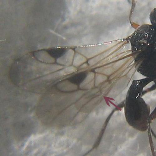 Dinocampus coccinellae