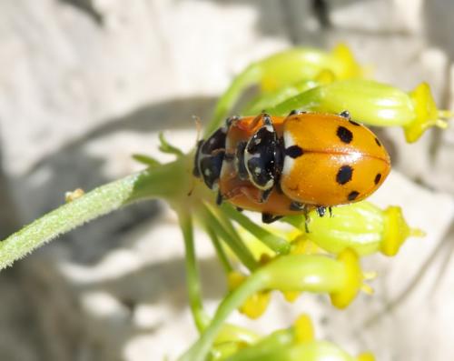 Hippodamia variegata