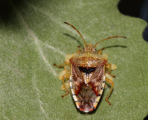 Elasmucha grisea grisea