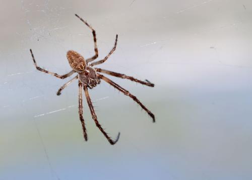 Réf. 49 490 : Larinioides sclopetarius