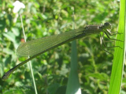 Ischnura elegans