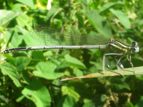 Platycnemis latipes