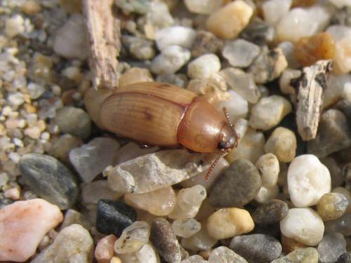 Réf. 49 965 : Phaleria bimaculata
