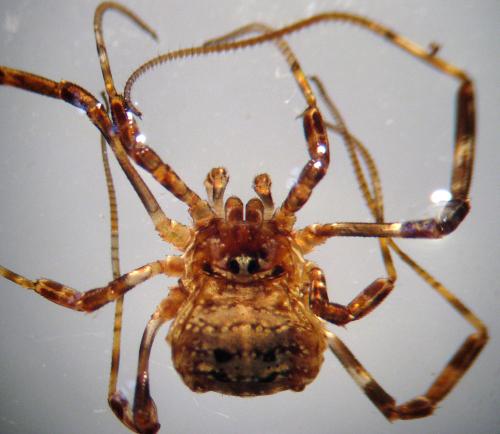 Paroligolophus agrestis