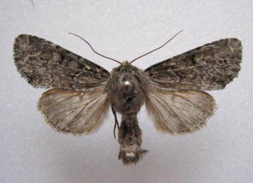Apamea maillardi