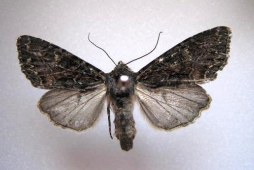 Réf. 49 520 : Mniotype adusta