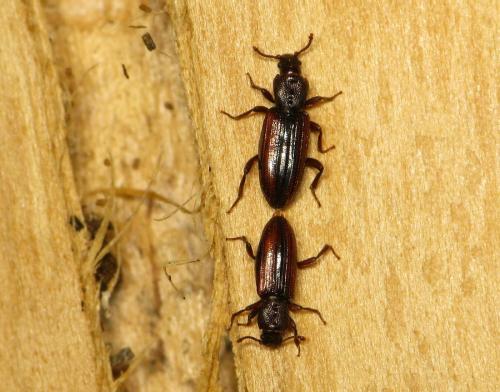 Bothrideres bipunctatus