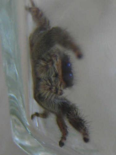 Marpissa muscosa