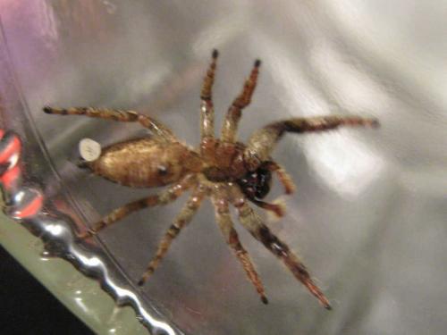 Marpissa muscosa