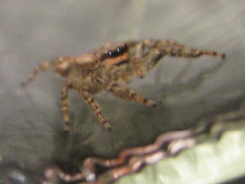Marpissa muscosa