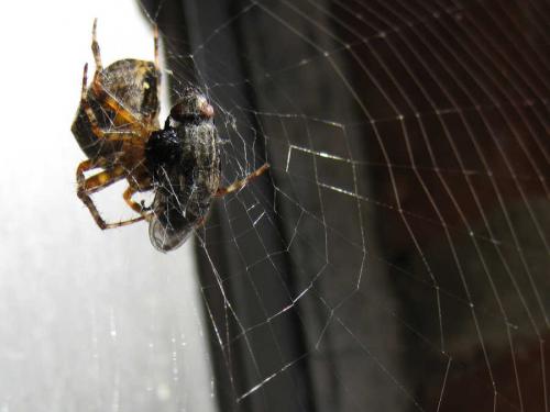 Araneus diadematus