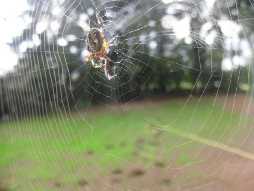 Araneus diadematus