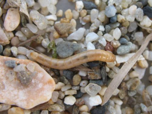 Réf. 49 967 : Phaleria bimaculata