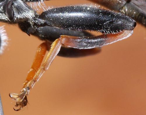 Xylota ignava