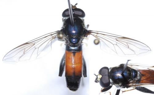 Xylota ignava