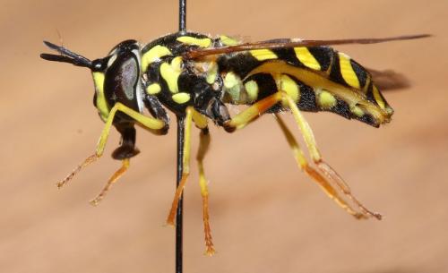 Réf. 49 857 : Chrysotoxum festivum