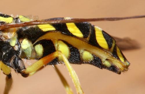 Chrysotoxum festivum