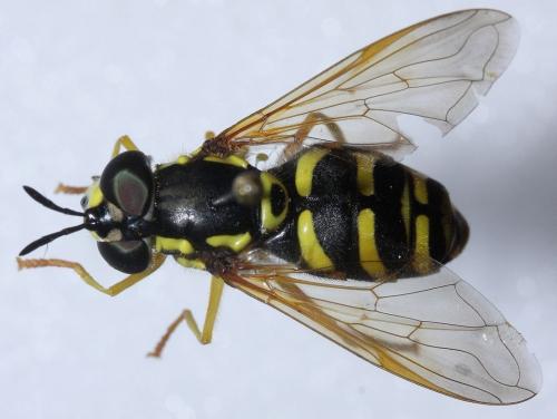Réf. 49 856 : Chrysotoxum festivum