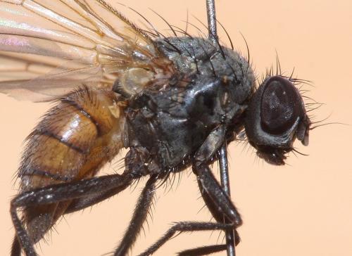 Thricops semicinereus