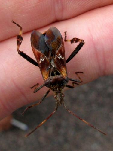 Leptoglossus occidentalis
