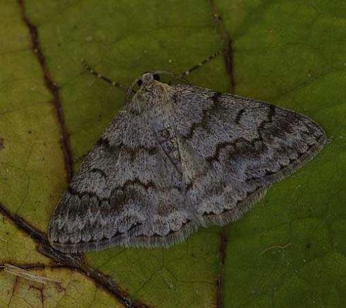 Pseudoterpna coronillaria