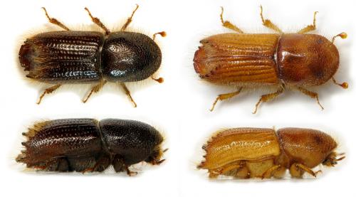 Ips sexdentatus