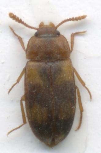 Mycetophagus populi