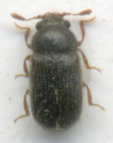Sphindus dubius