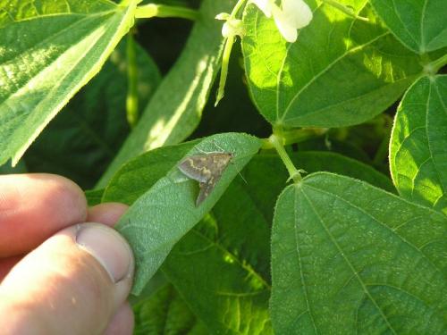 Réf. 49 603 : Ostrinia nubilalis