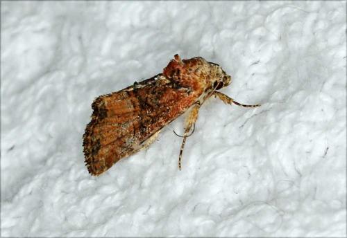 Mesoligia sp.