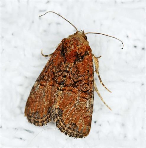 Mesoligia sp.
