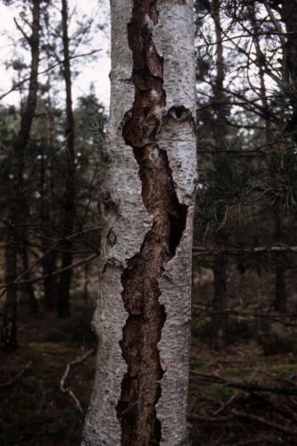 Endecatomus reticulatus