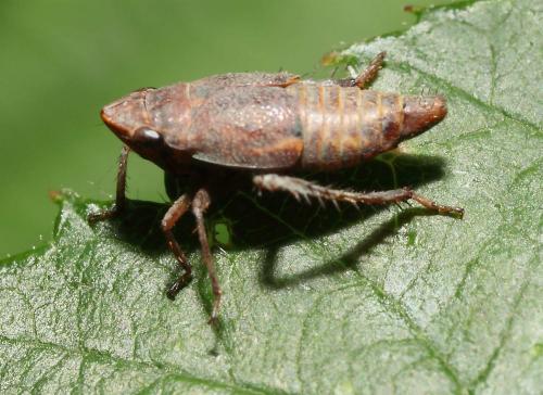 Réf. 49 865 : Errhomenus brachypterus
