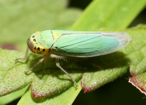 Réf. 49 998 : Cicadella viridis