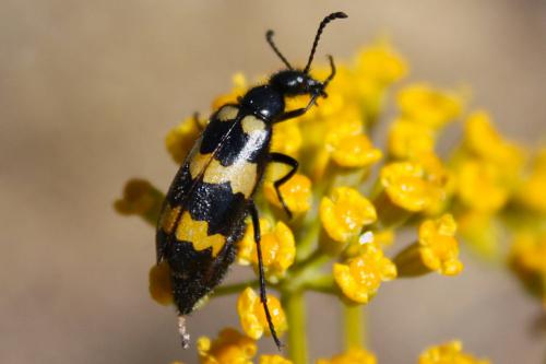 Réf. 49 322 : Mylabris variabilis