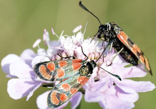 Zygaena carniolica