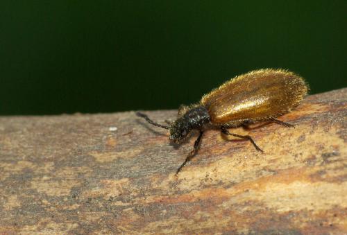 Lagria sp.