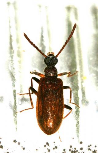 Lagria rugosula