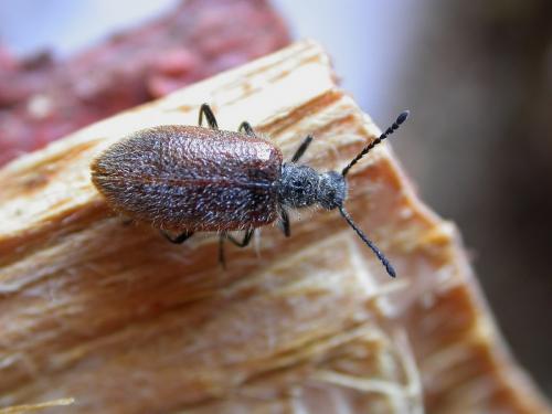 Lagria grenieri
