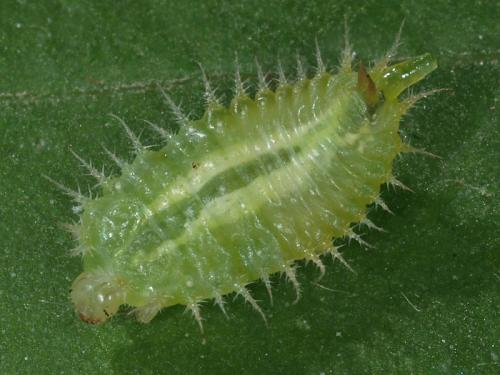 Réf. 49 748 : Cassida viridis