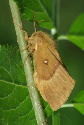 Réf. 49 309 : Lasiocampa quercus