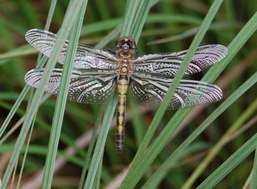 Réf. 49 079 : Leucorrhinia pectoralis