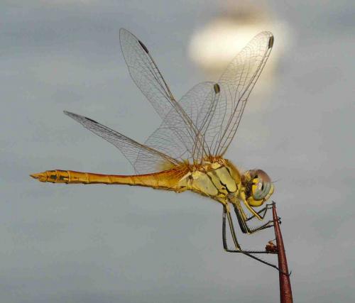 Réf. 49 508 : Sympetrum fonscolombii