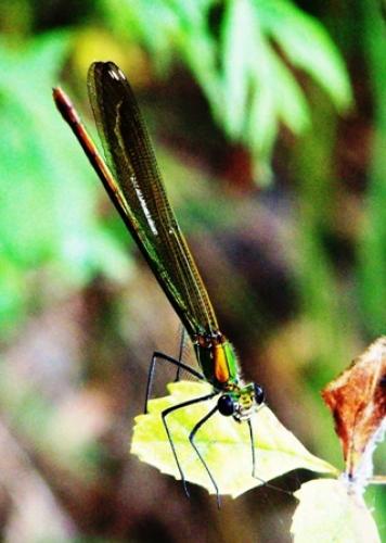 Calopteryx sp.