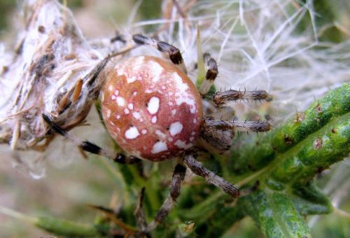 Araneus quadratus