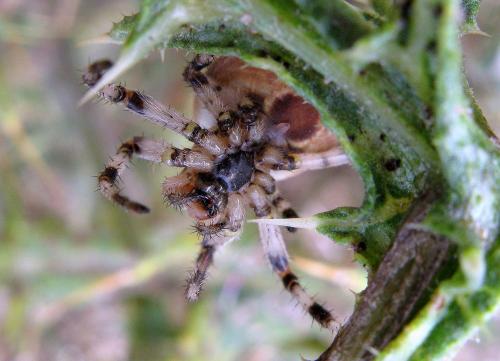 Araneus quadratus