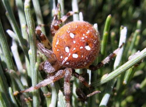 Araneus quadratus