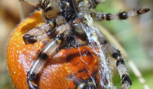 Araneus quadratus